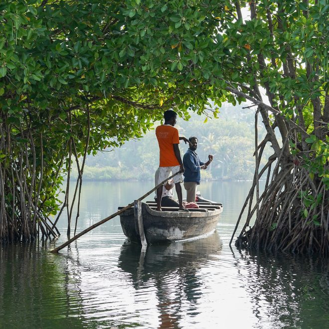 Boat passes through mangrove arch, Ashtamudi Lake, Kollam, Kerala, India